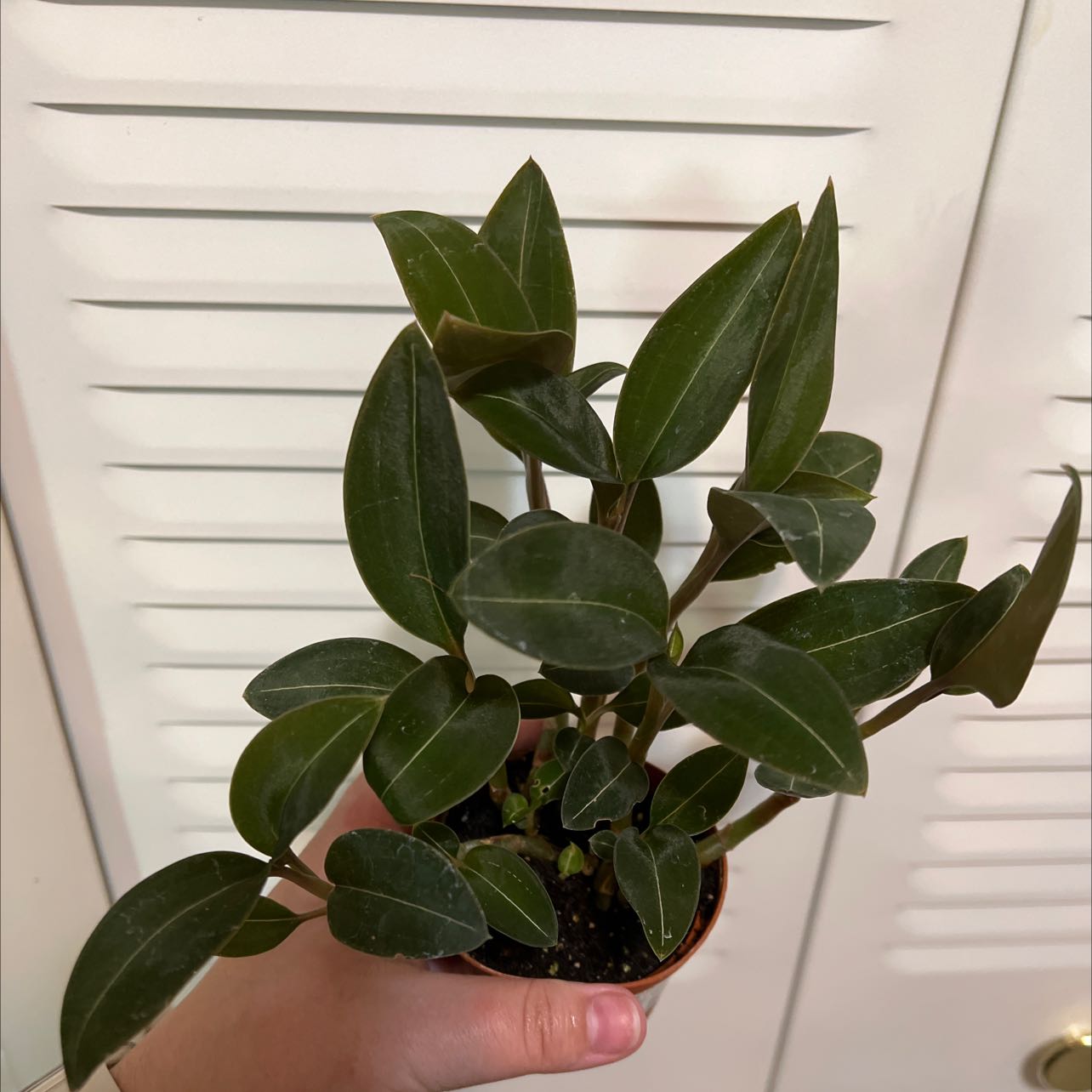 Jewel Orchid plant with dark green leaves and white veins, held by a hand.
