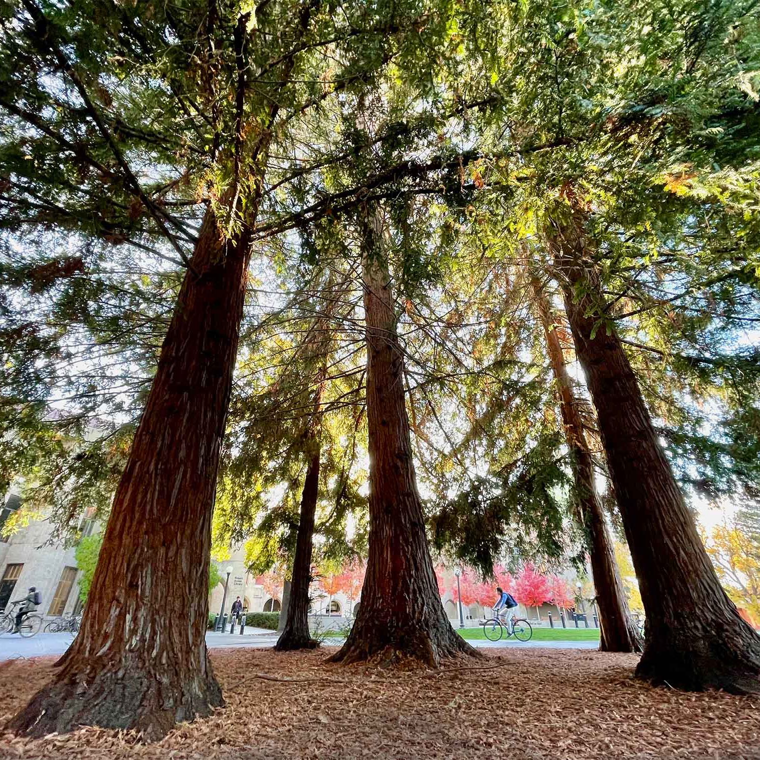 Image of tall Redwood trees with thick trunks and needle-like leaves in a well-lit outdoor setting.