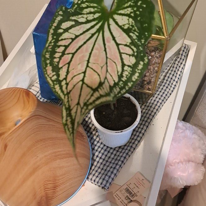 Photo of the plant species Caladium 'Thai Beauty' by @AnewTejocote named Foxxy on Greg, the plant care app