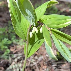 Photo of the plant species Angular Solomon's Seal by @GreenThumbBen named Achilles on Greg, the plant care app