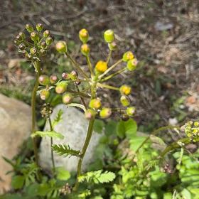 Photo of the plant species Butterweed by @GreenThumbBen named Sigmund on Greg, the plant care app