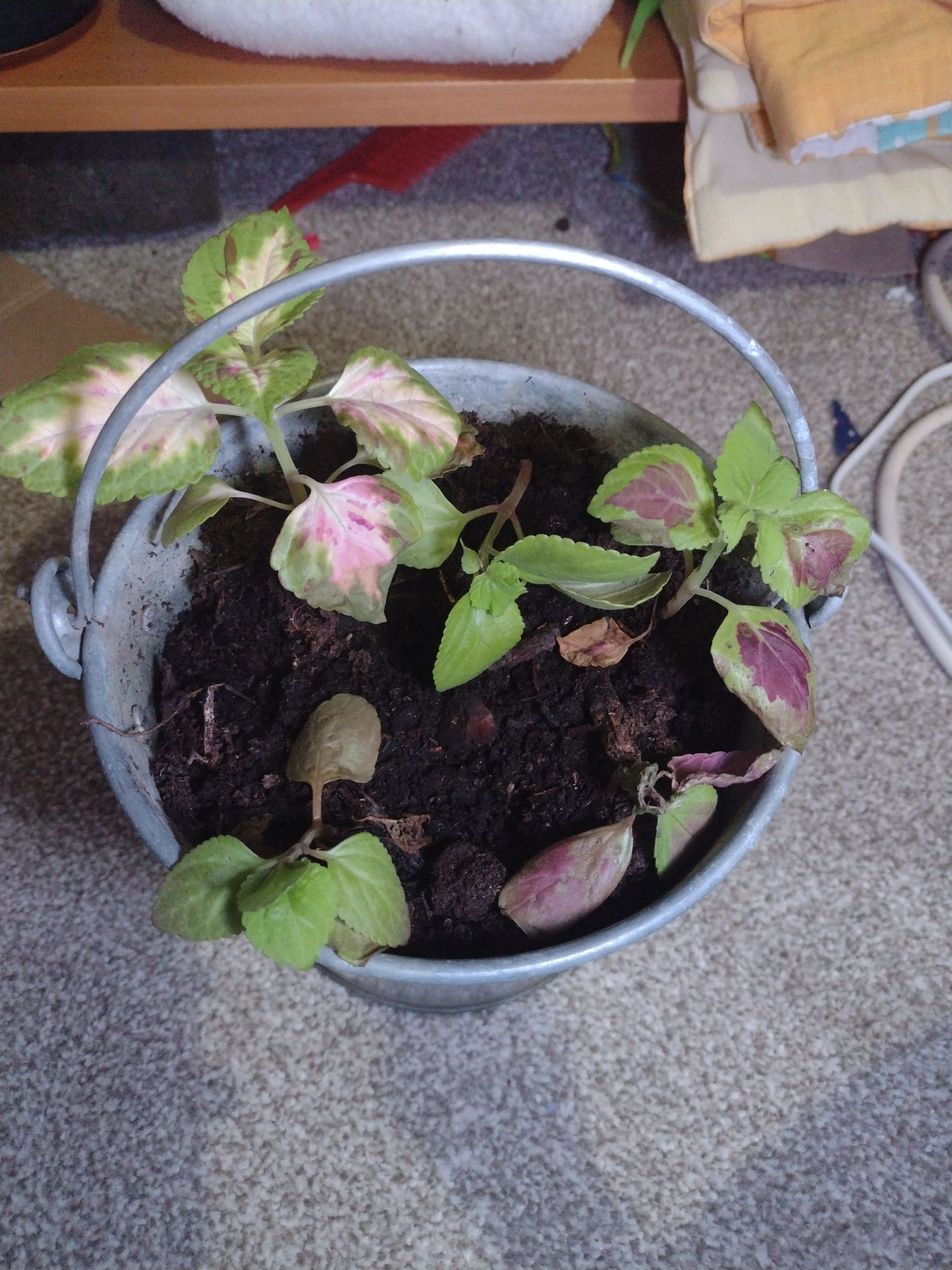 Photo from the post