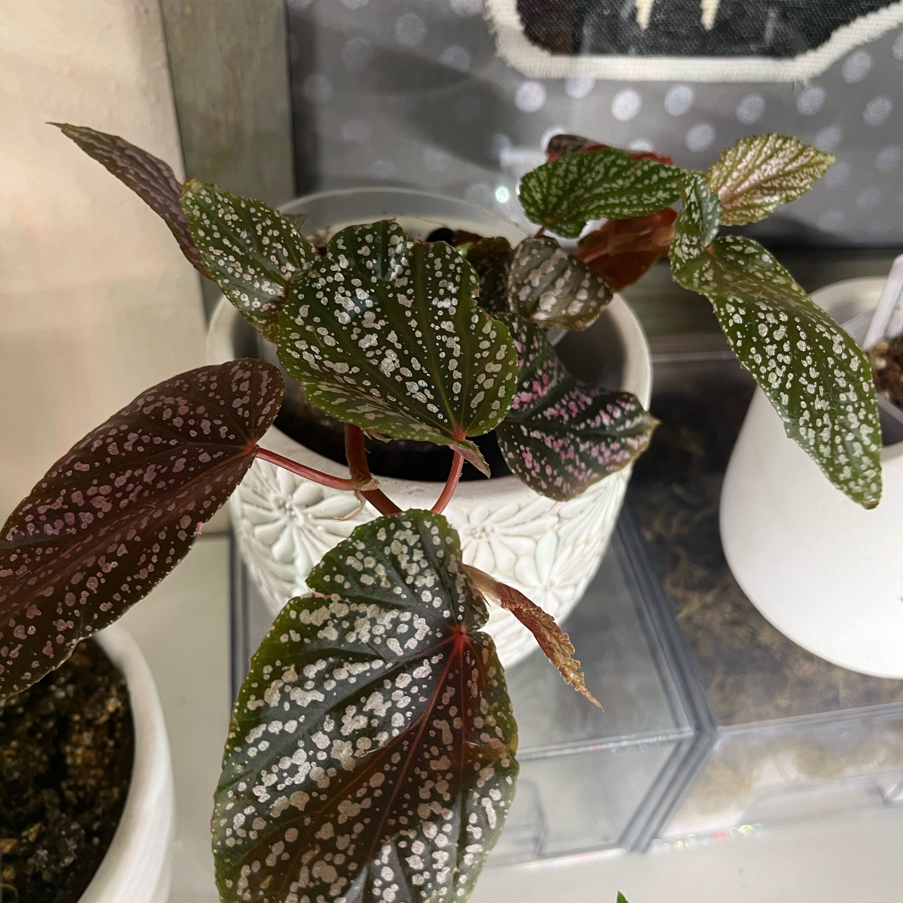 Begonia 'Benigo Pink' plant in a white pot with dark green leaves and white spots.