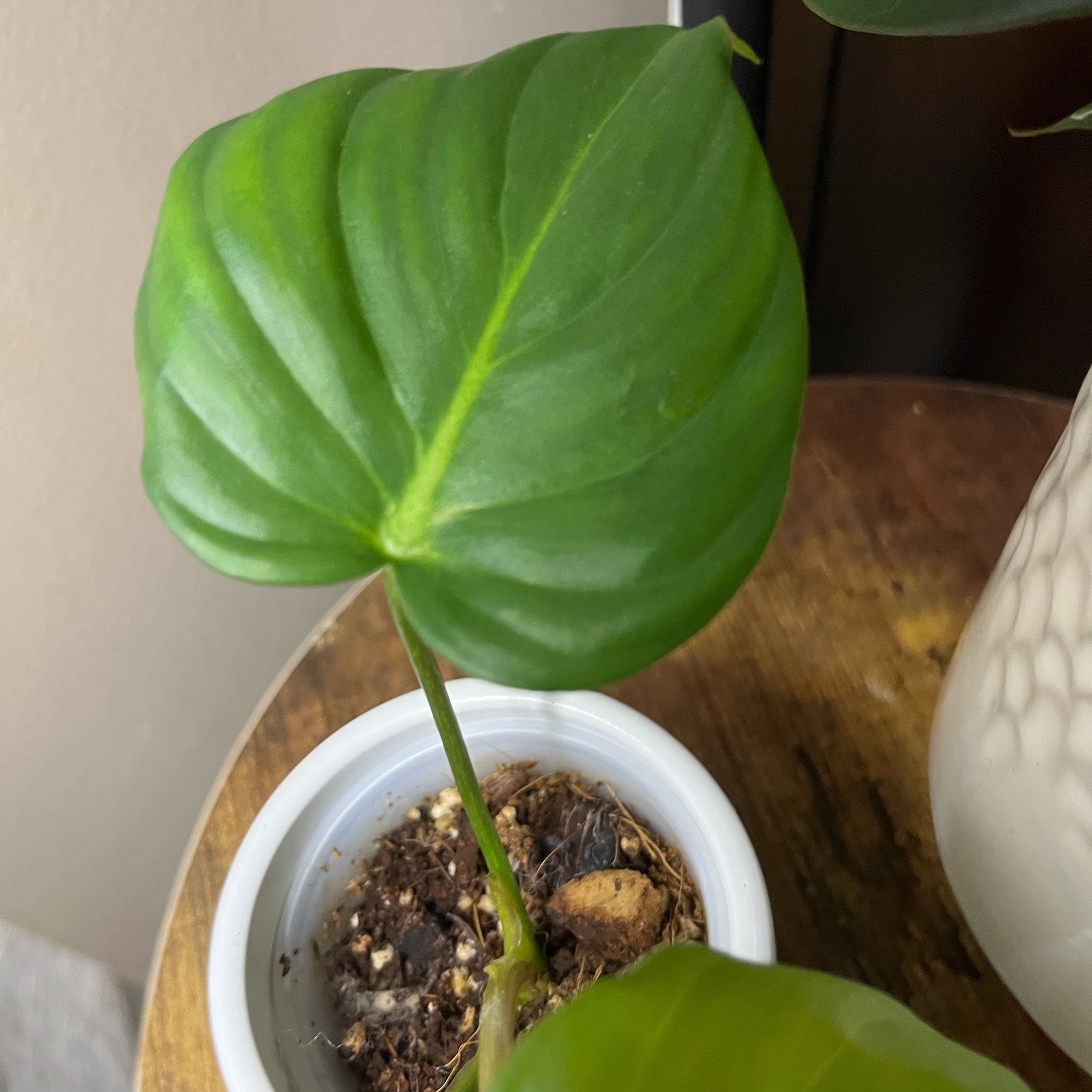 Philodendron 'Glorius' plant with healthy green leaves in a small pot with visible soil.