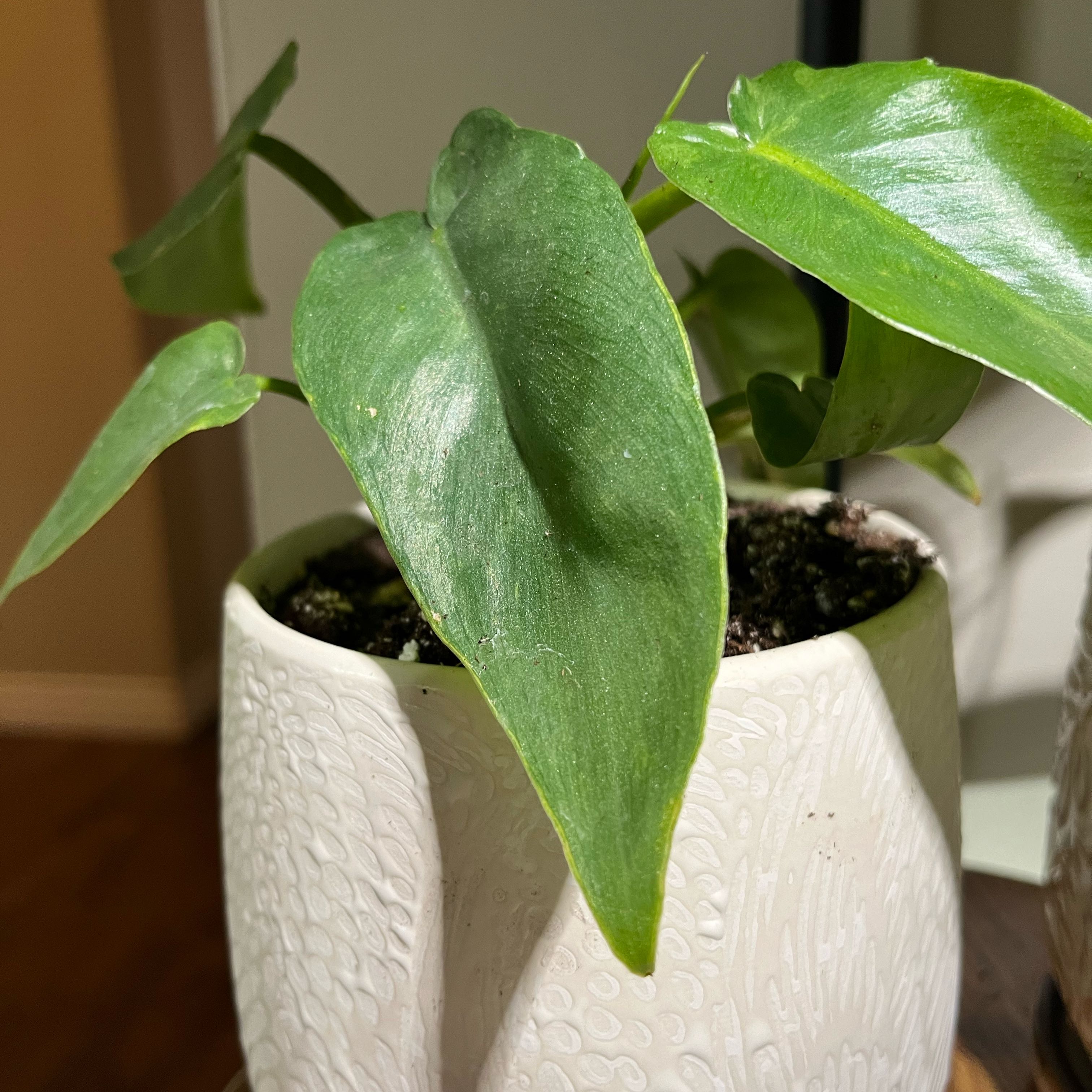 Photo of the plant species Philodendron 'Bob Cee' by @Lilybellebloom named Philodendron Bob Cee- livingroom on Greg, the plant care app