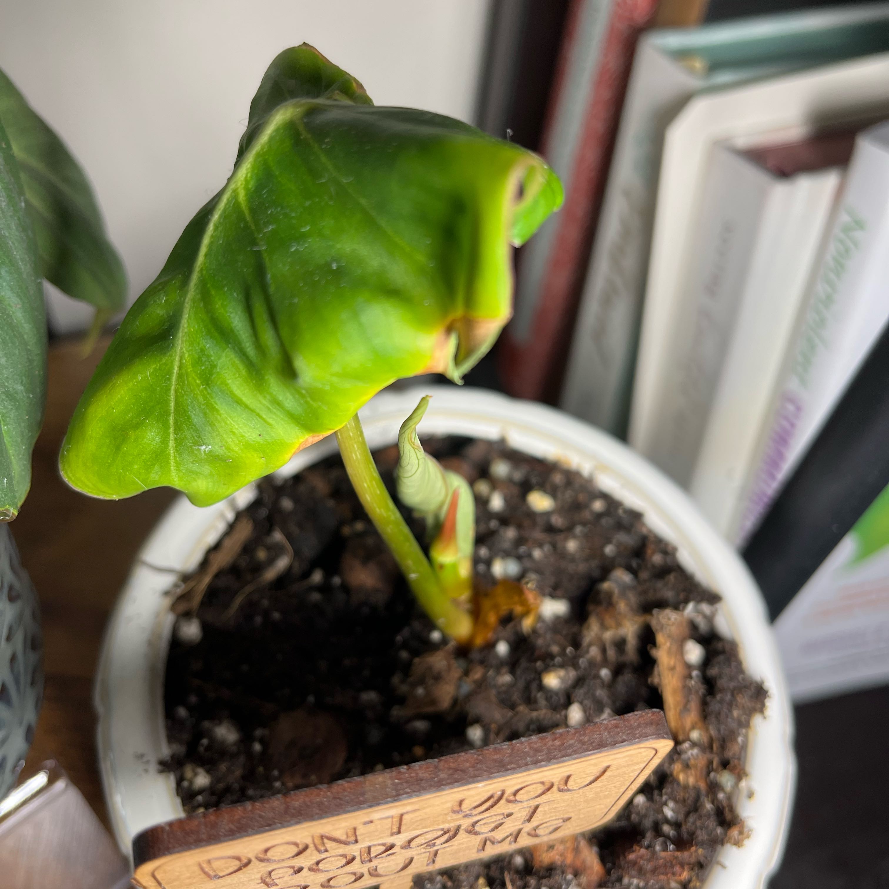 Philodendron Dean McDowell Livingroom A plant by Lilybellebloom on Greg