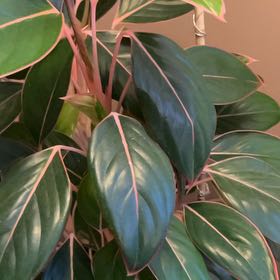 Photo of the plant species Chinese Evergreen by @Lilybellebloom named Chinese Evergreen on Greg, the plant care app
