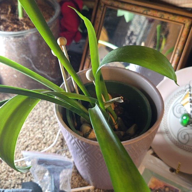 Photo of the plant species Snake Plant Silver Queen by @FunKoreanfir named Daphne on Greg, the plant care app