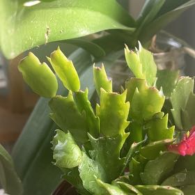 Photo of the plant species Variegated Christmas Cactus by @EconomicZelkova named Terra on Greg, the plant care app