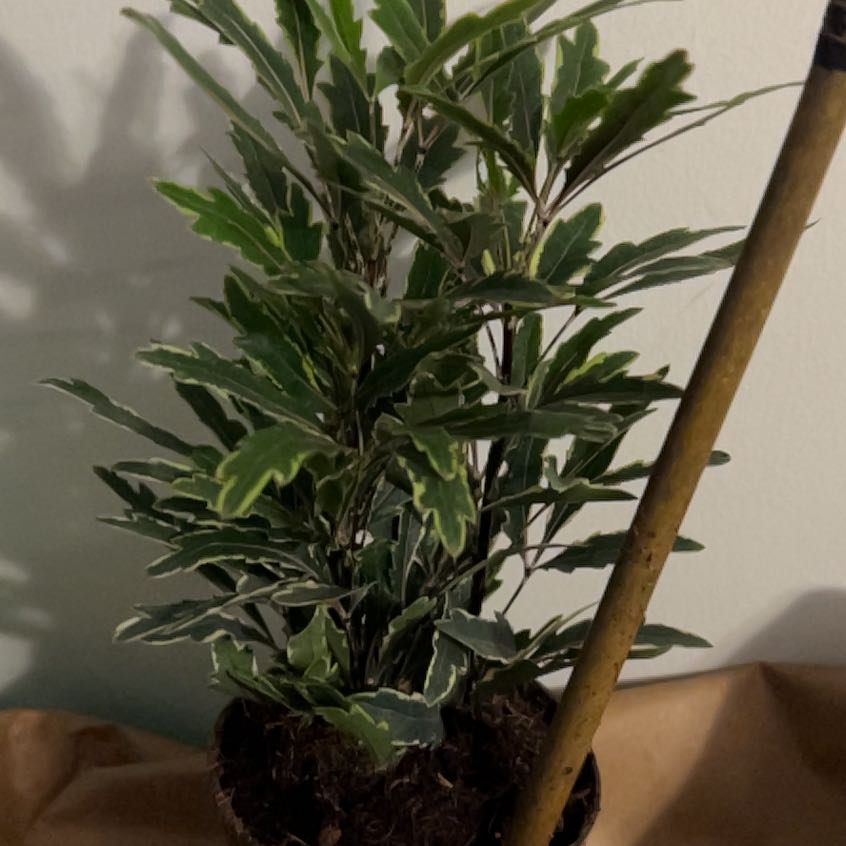 Plant care for False Aralia on Greg, the plant care app