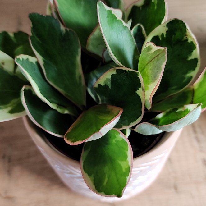 Beyonce | A plant by @VividGreenbeans on Greg