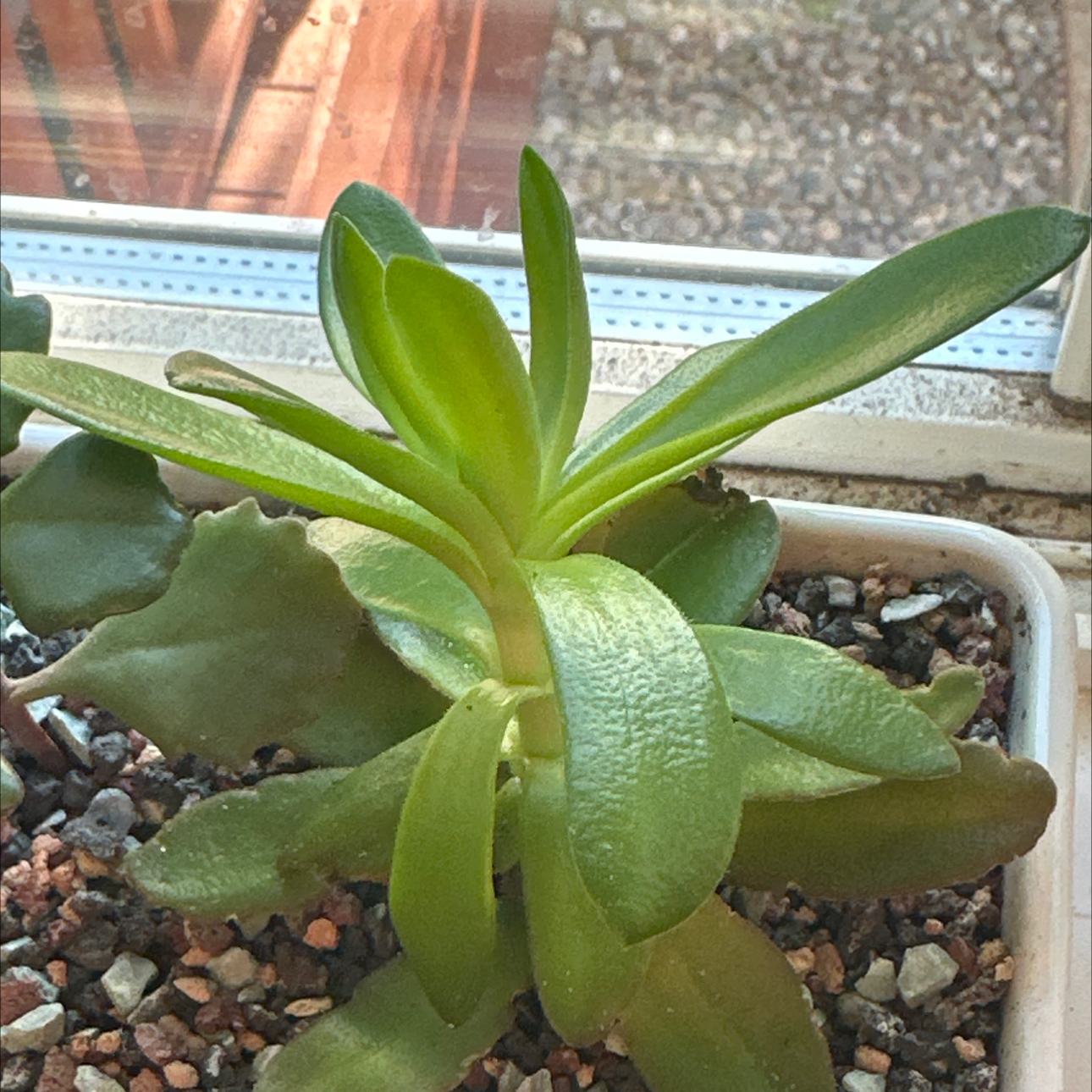 Photo of the plant species Velour Tree Aeonium by @WillMatgrass named Baesil on Greg, the plant care app