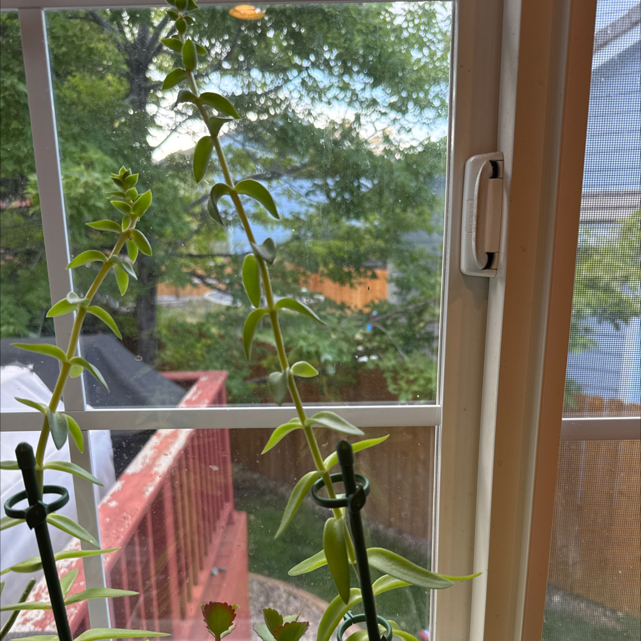 Photo of the plant species Velour Tree Aeonium by @WillMatgrass named Sproutacus on Greg, the plant care app