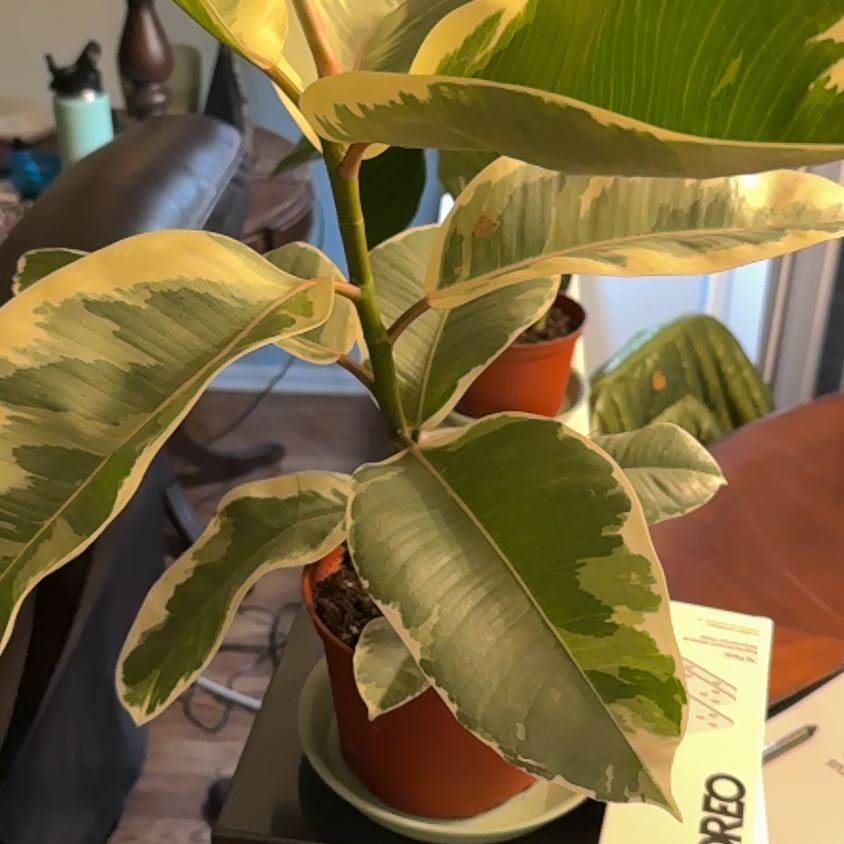 Photo of the plant species Rubber Plant by @WillMatgrass named Mando on Greg, the plant care app