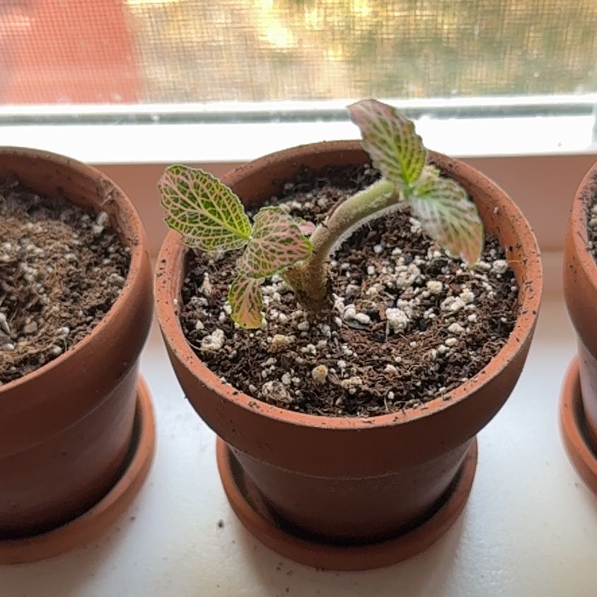Photo of the plant species Pink Hybrid Nerve Plant by @WillMatgrass named Sigmund on Greg, the plant care app