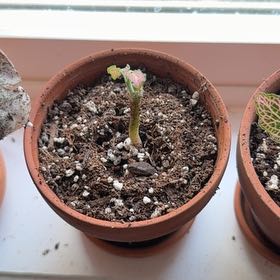 Photo of the plant species Pink Hybrid Nerve Plant by @WillMatgrass named Rosa on Greg, the plant care app