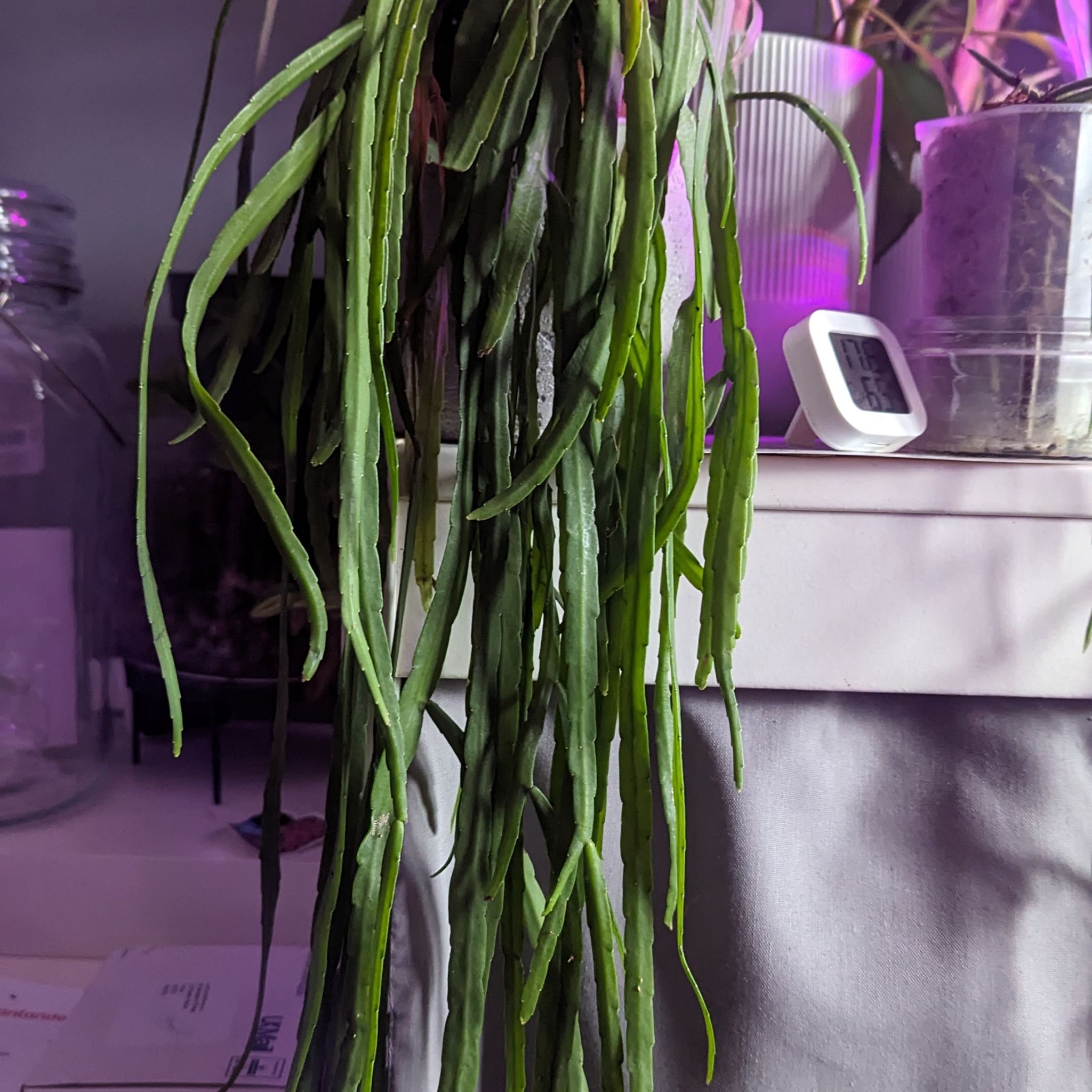 Photo of the plant species Forest Cactus by @SinewyWildpansy named Mollie on Greg, the plant care app