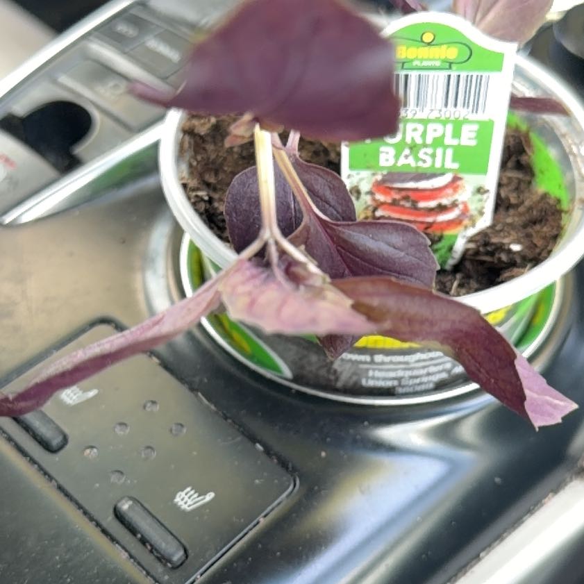 Photo of the plant species Purple Basil by @BevinKylie named Purple Drank on Greg, the plant care app