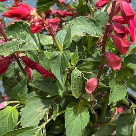 Photo of the plant species Saucy Wine Salvia by @BevinKylie named Nemo on Greg, the plant care app