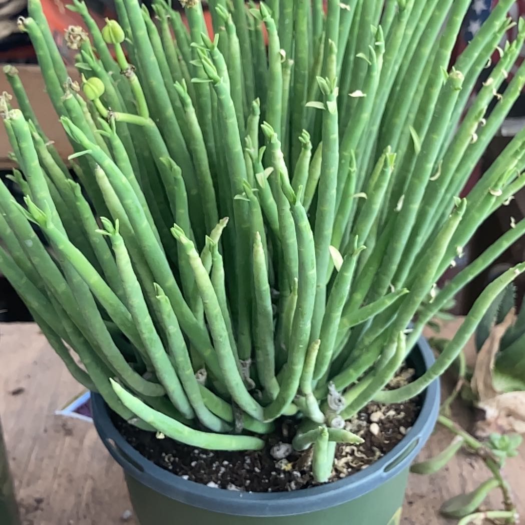 Photo of the plant species Pencil Milkbush by @SoigneKanna named Bieber on Greg, the plant care app