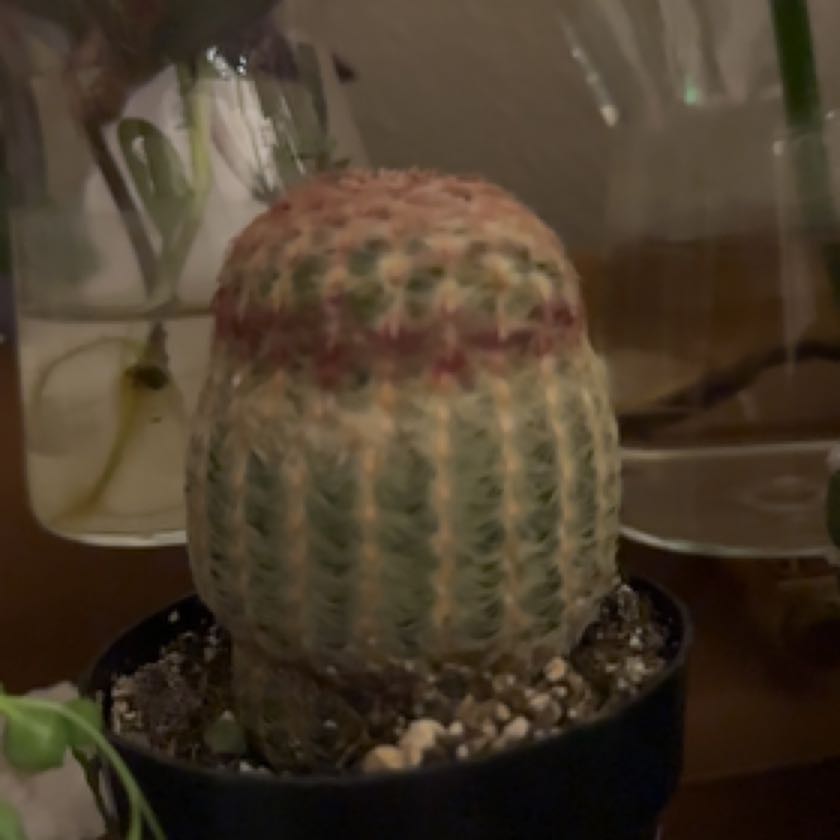 Photo of the plant species Rainbow Cactus by @FinestSandrose named Oscar on Greg, the plant care app