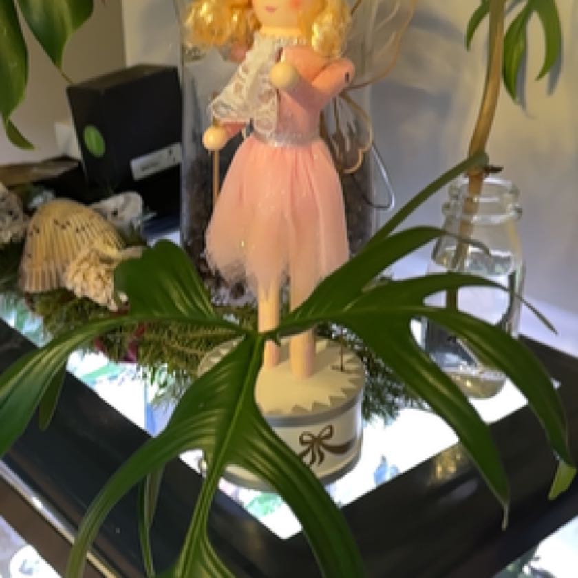 Photo of the plant species Philodendron Quercifolium by @ChosenRaspberry named Sproutacus on Greg, the plant care app