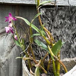 Pink Rock Orchid plant
