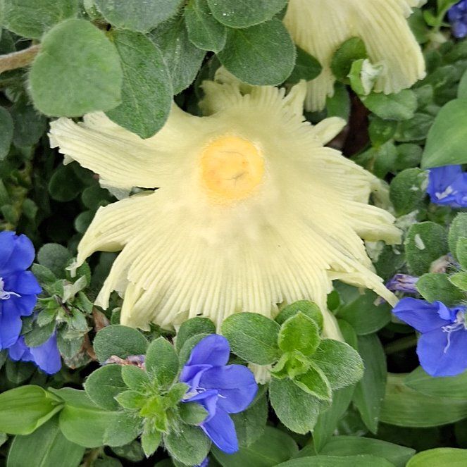 Photo of the plant species Exploding Cucumber by @TutorRibbonfern named Harmony on Greg, the plant care app
