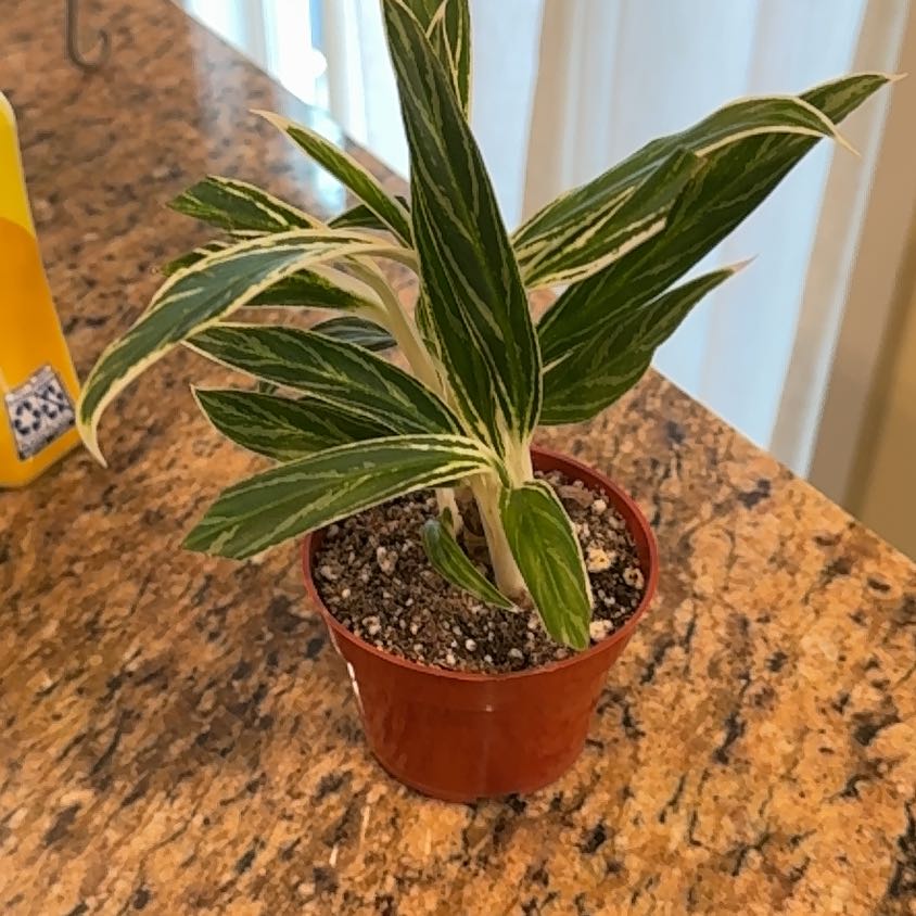 Photo of the plant species Chinese Evergreen by @Bri.sewonpoint named Leonardo on Greg, the plant care app