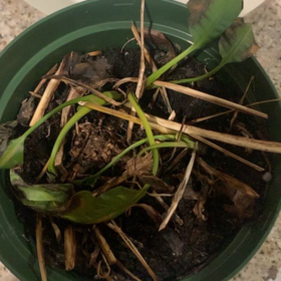 Photo of the plant species Peace Lily by @JocoseHedera named Willow on Greg, the plant care app