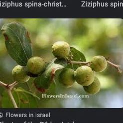 Photo of the plant species Christ's Thorn Jujube by @HunkySeaaster named Naomi on Greg, the plant care app