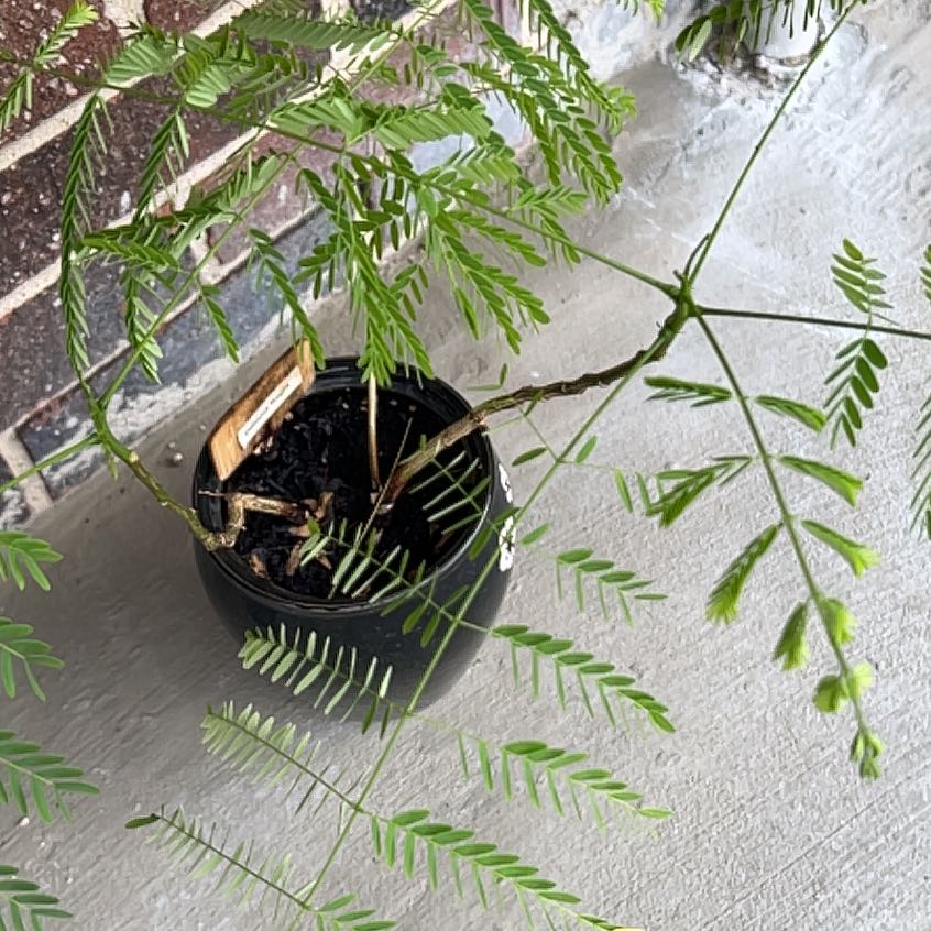 Potted Flamboyant Tree with green, fern-like leaves indoors on a concrete surface.
