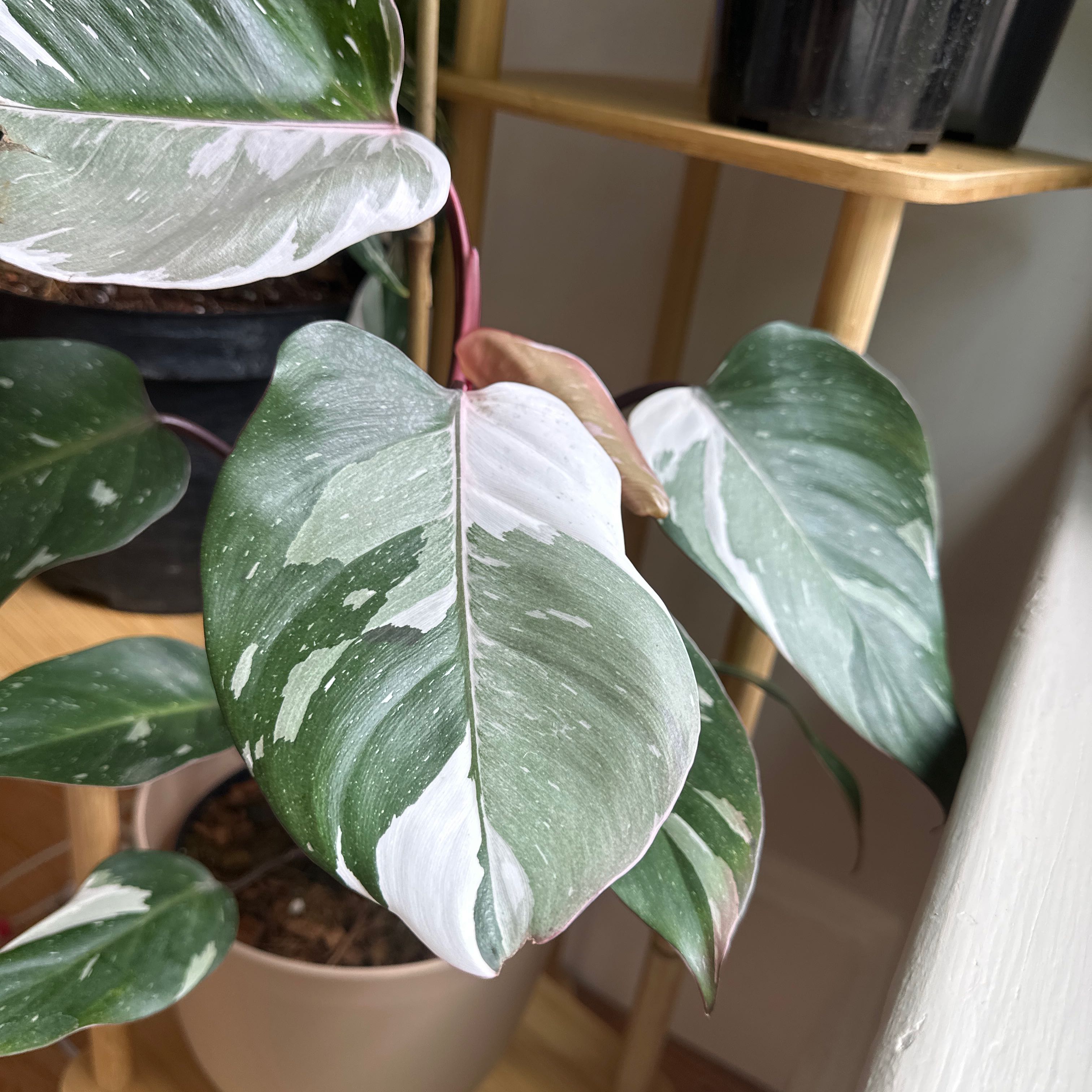 Philodendron Red Anderson plant with variegated leaves in a pot, well-framed and in focus.