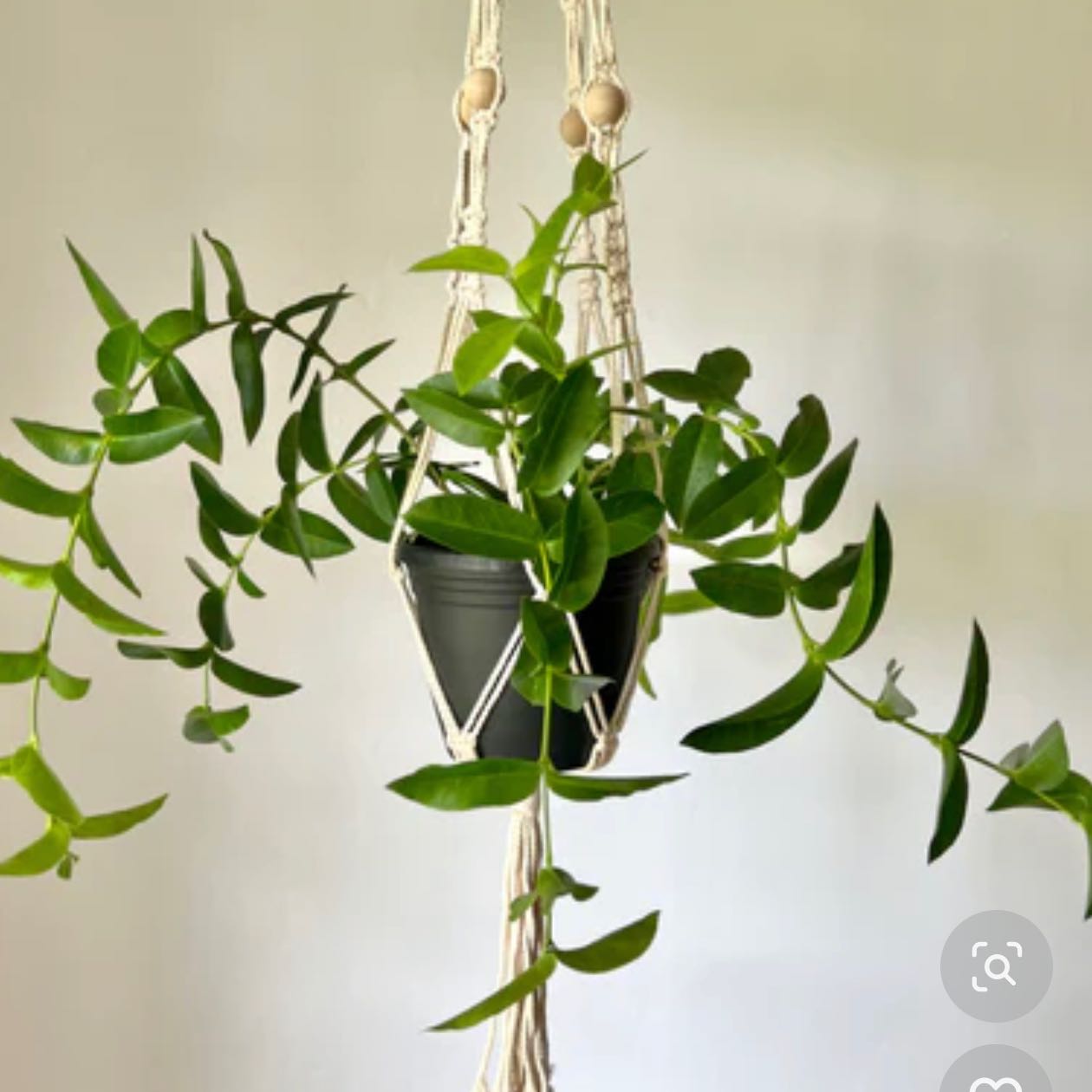 Photo of the plant species Hoya densifolia by @PetiteCoconut named Sanders on Greg, the plant care app