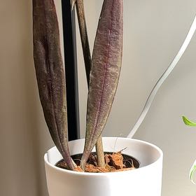 Photo of the plant species Hoya macgillivrayi by @PetiteCoconut named Spike Leaves on Greg, the plant care app
