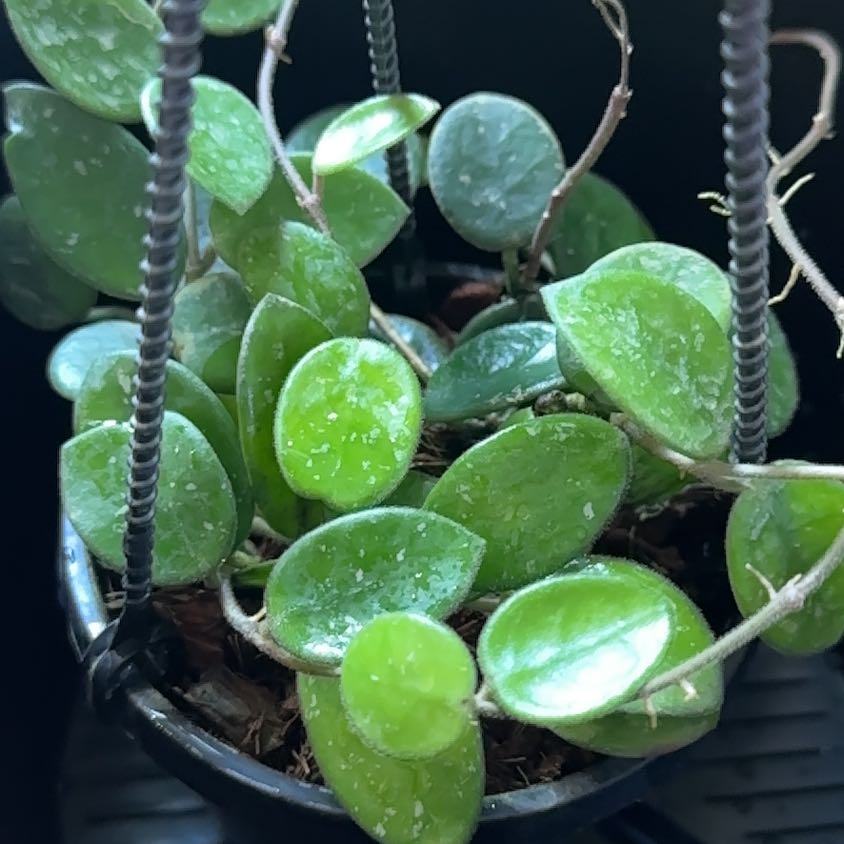 Hoya 'Mathilde' plant with healthy green leaves in a pot.