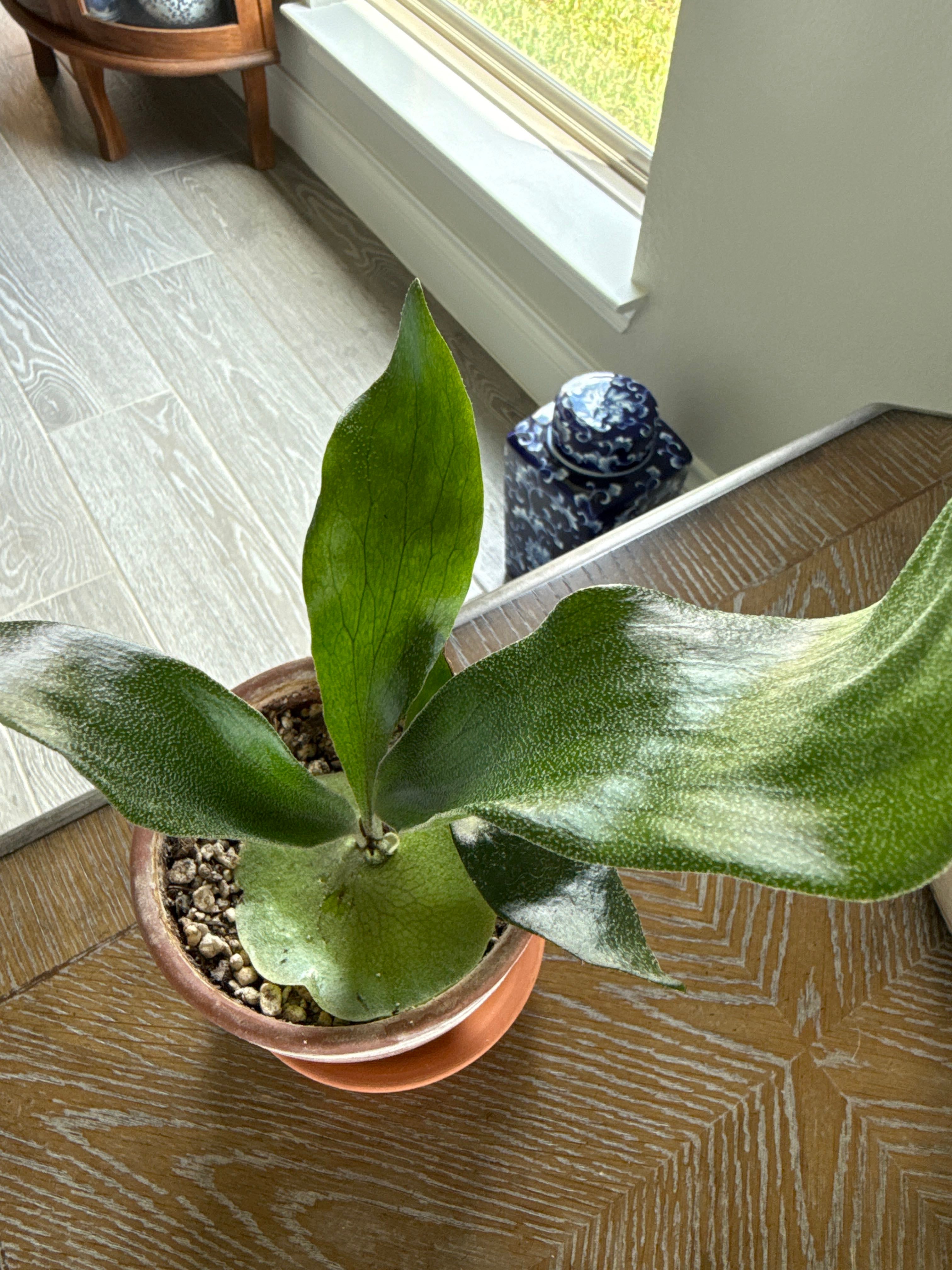 Keep Your Staghorn Fern 'Mount Kitshakood' Alive: Light, Water