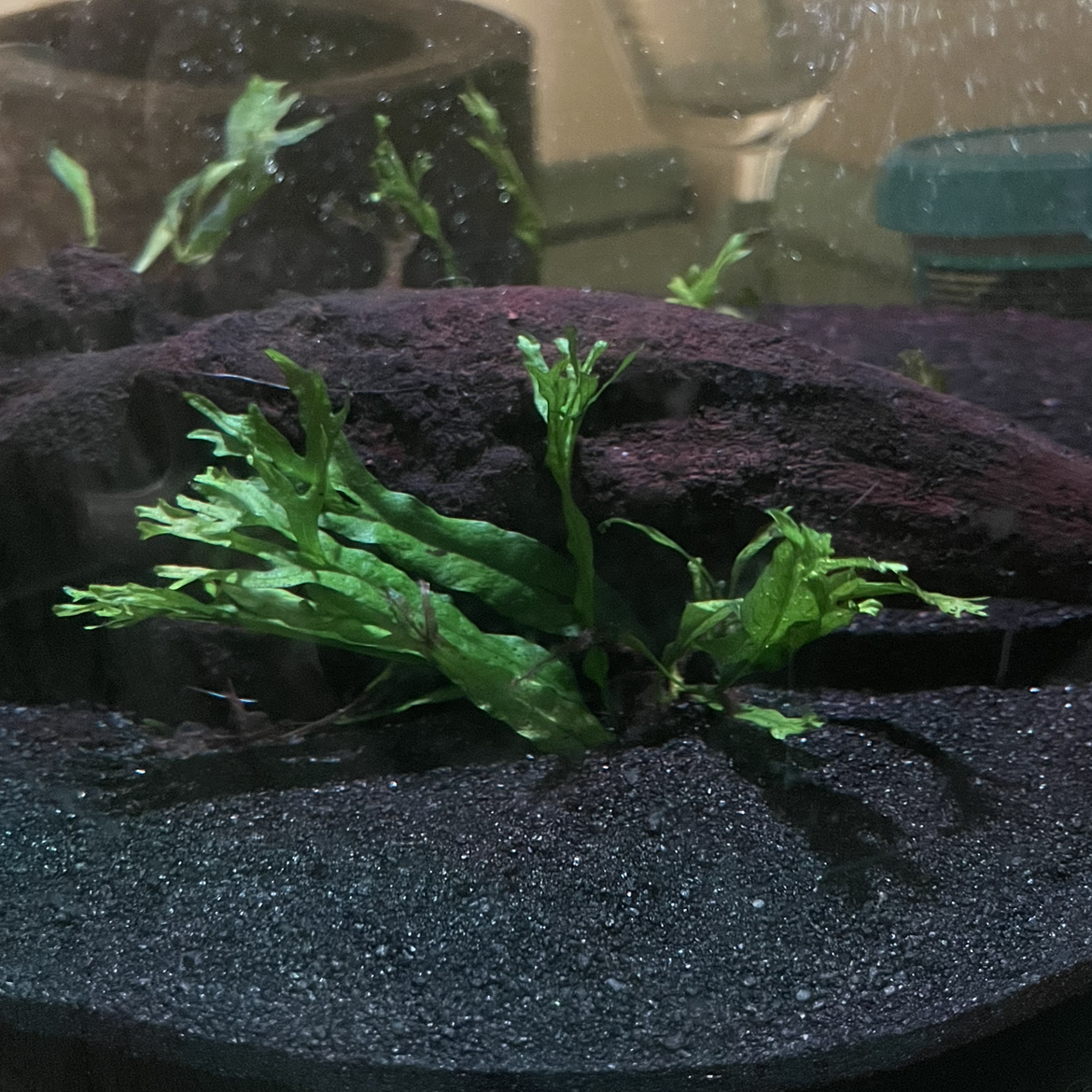 Green Flame Fern planted in dark soil, appears healthy with vibrant green leaves.