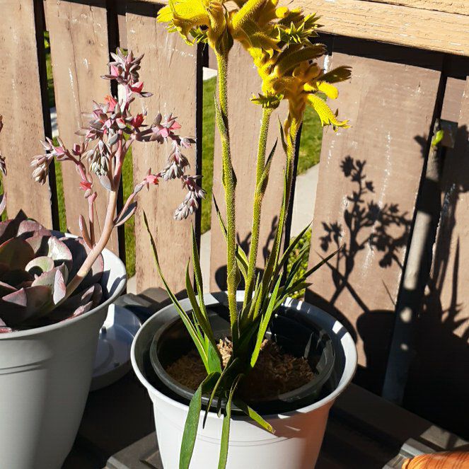 Plant care for Kangaroo Paw on Greg, the plant care app