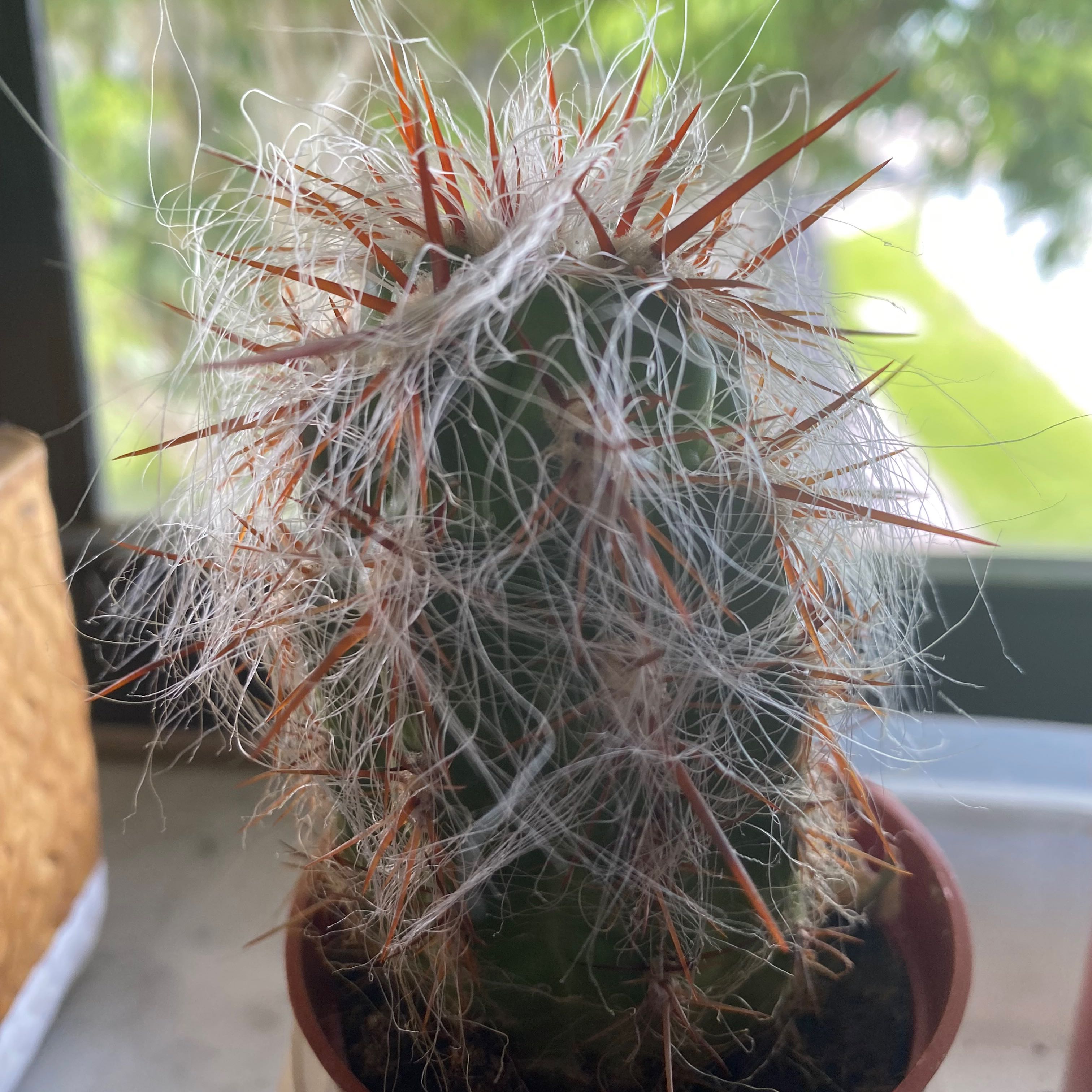 Old Man of the Andes cactus with white hair-like structures and reddish spines in a small pot.