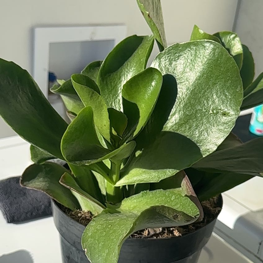 Healthy Kalanchoe 'Dragonfire' plant with vibrant green leaves in a black pot.