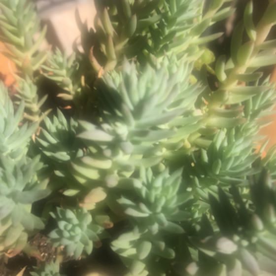 Photo of the plant species Sedum sediforme 'Turquoise Tails' by @SavantBalsamfir named Wormy on Greg, the plant care app