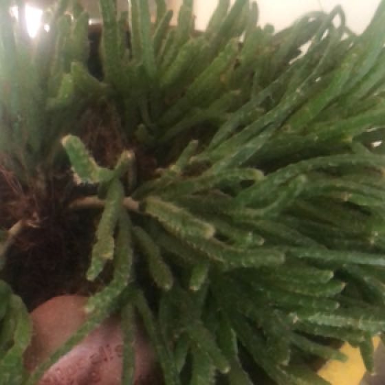 Photo of the plant species Quill-like Wickerware Cactus by @SavantBalsamfir named Pokey on Greg, the plant care app