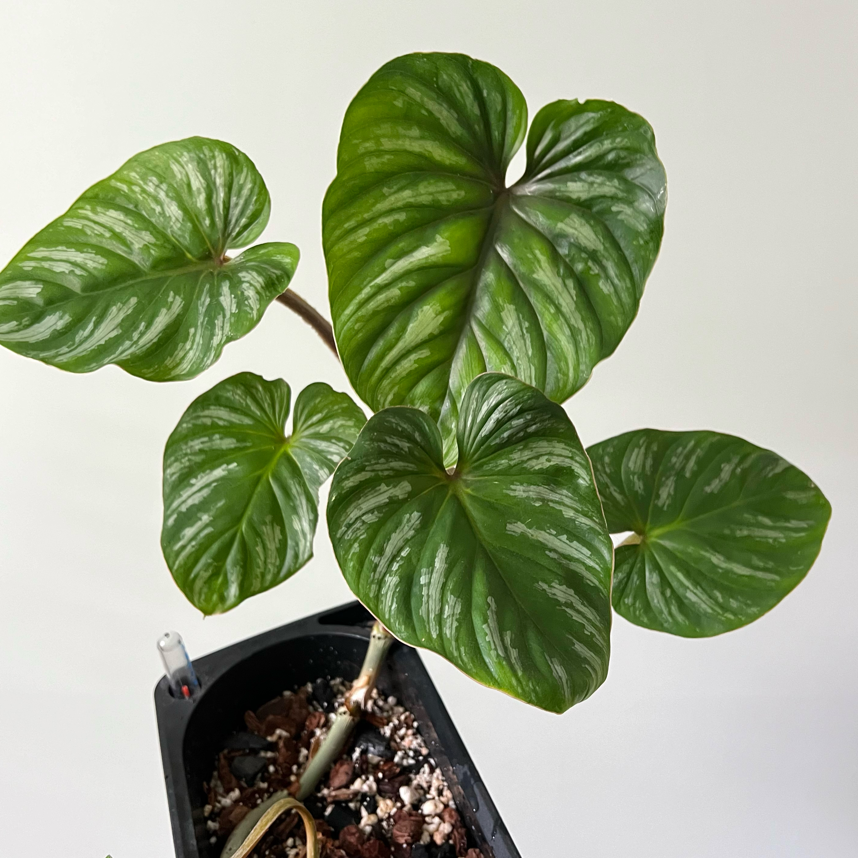 Philodendron plowmanii plant with large green leaves and visible soil in a pot.