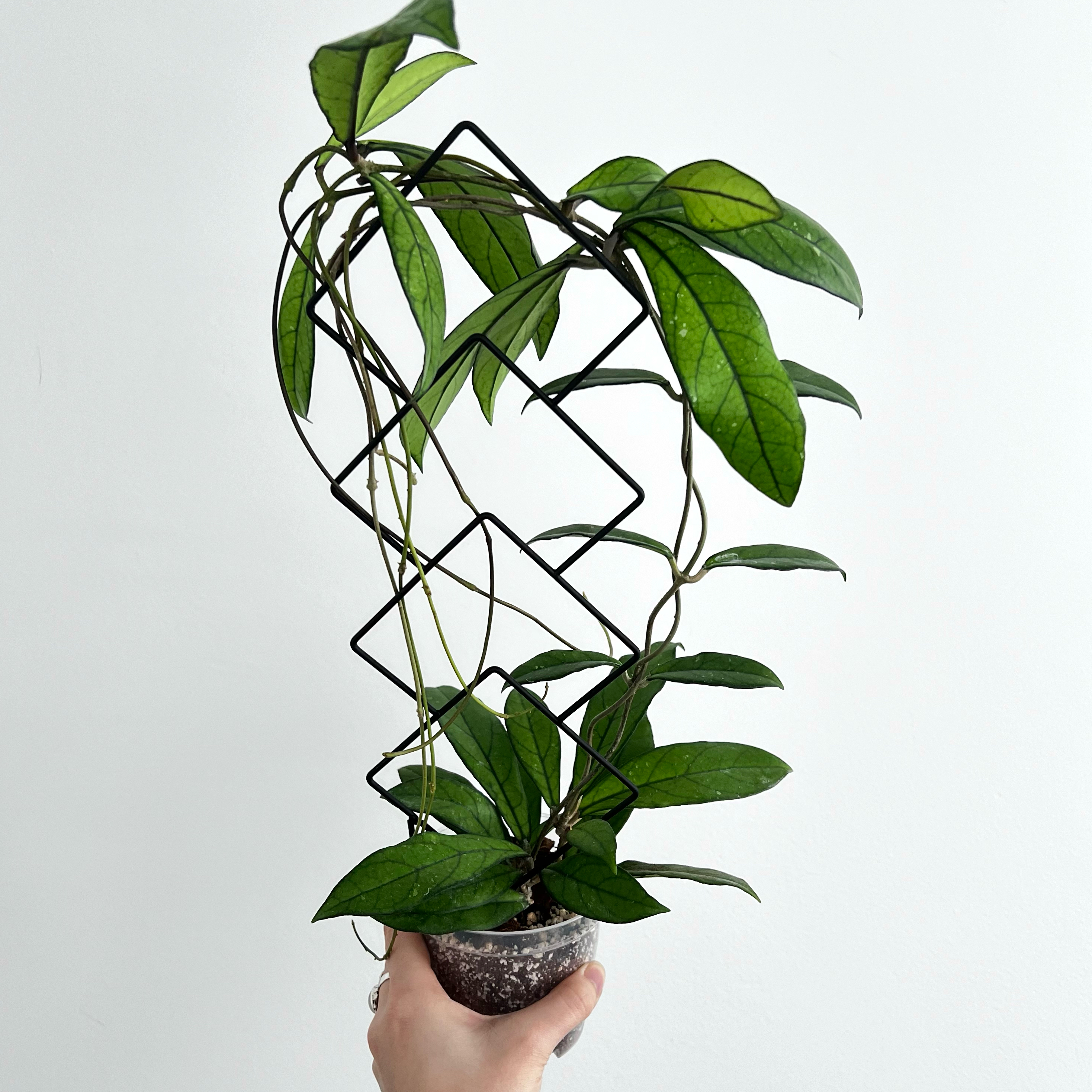 Hoya crassipetiolata plant supported by a trellis, held by a hand.