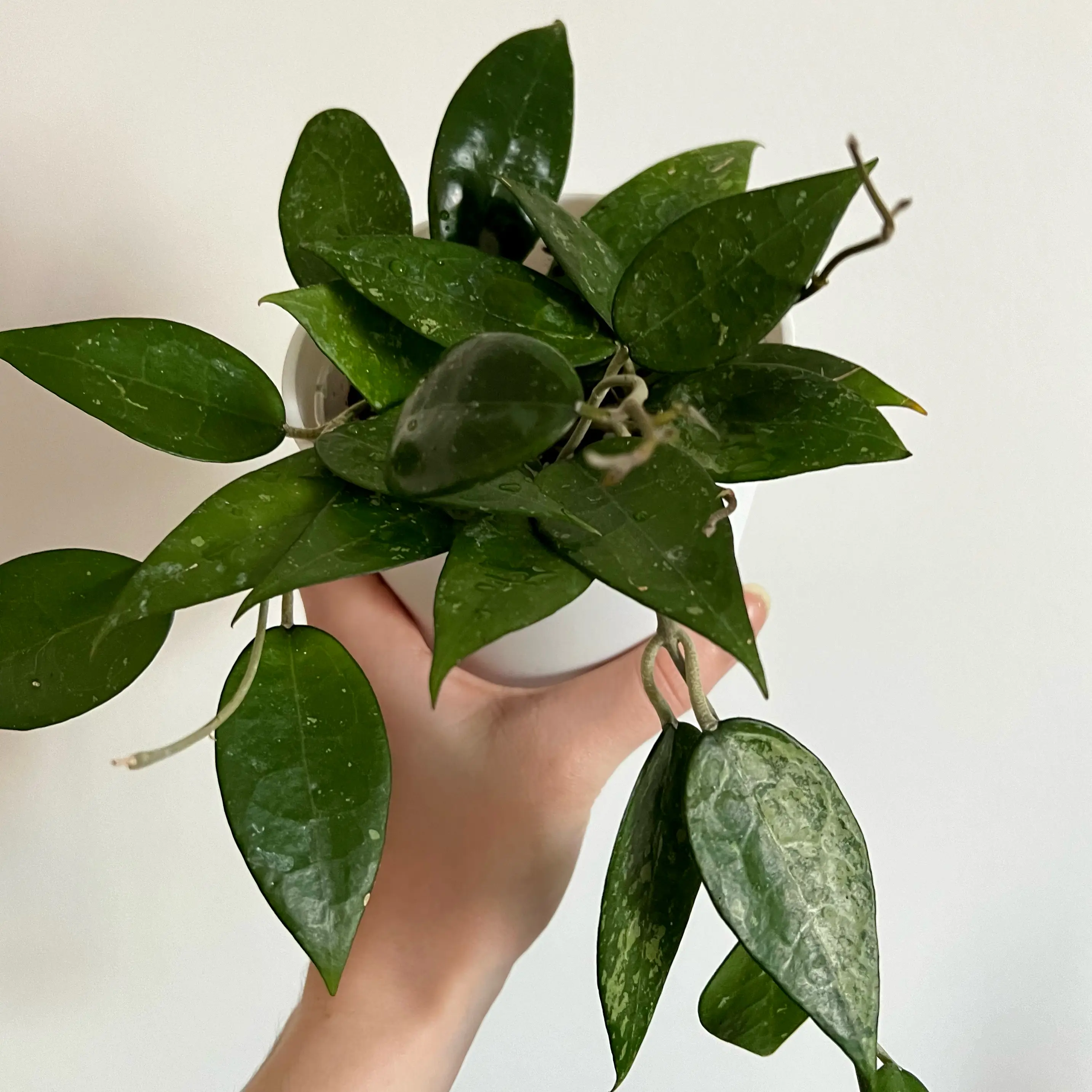 Hoya parasitica 'Black Margin' plant with healthy green leaves held by a hand.