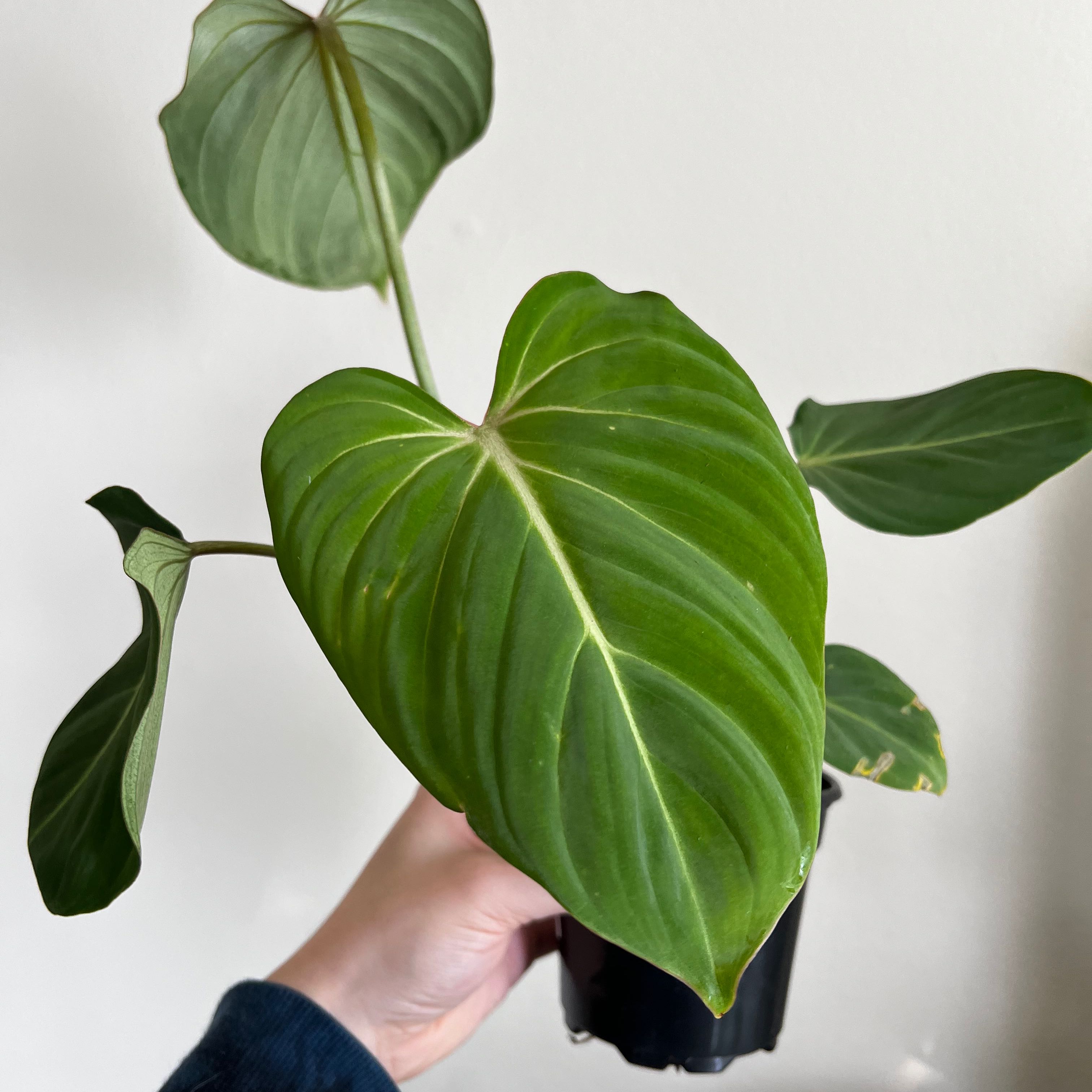 Philodendron 'Glorius' plant with healthy green leaves, slight browning on one leaf, held by a hand.