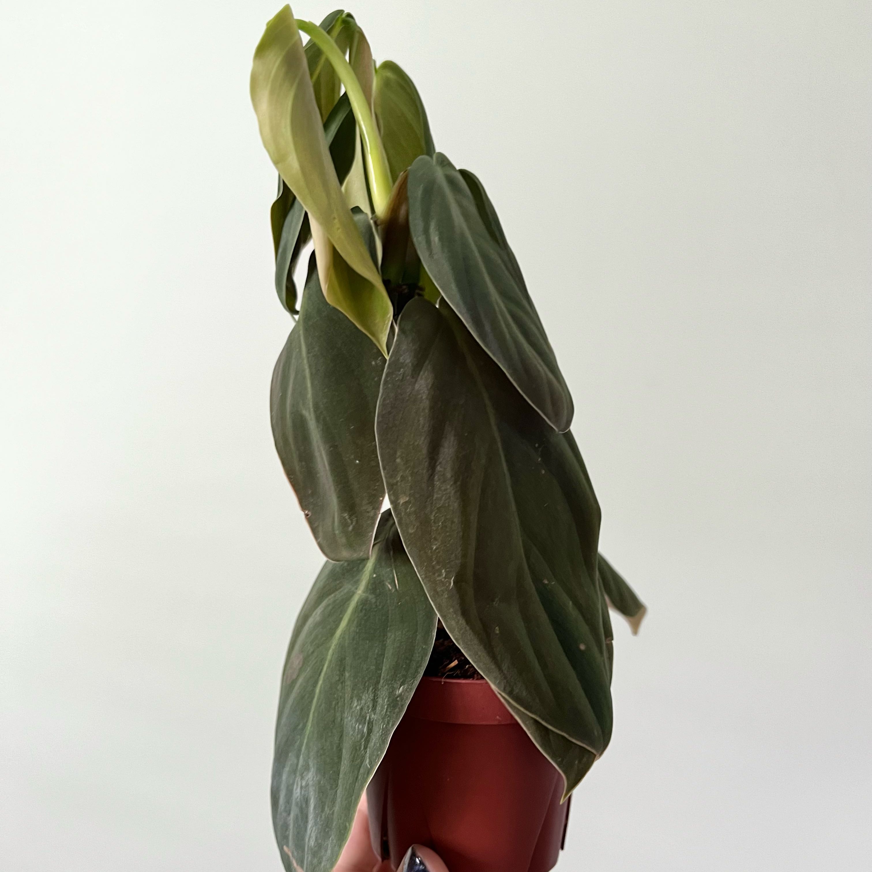 Philodendron gigas plant in a small pot, held by a hand, with healthy green leaves.