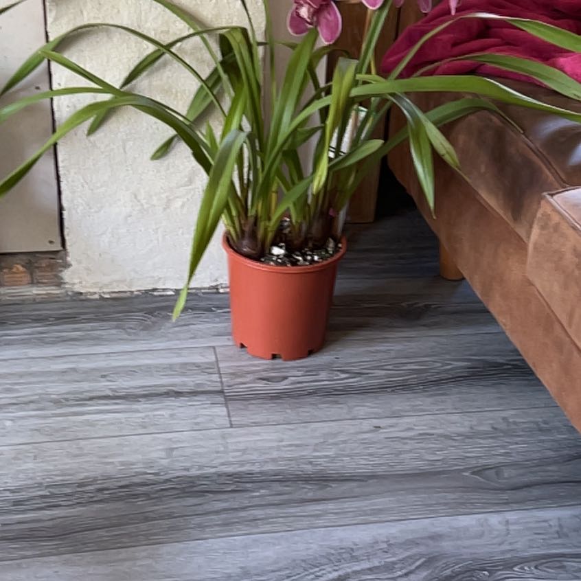 Photo of the plant species Cymbidium Orchid 'Fashion Show' by @EbullientOnion named Figyonce on Greg, the plant care app