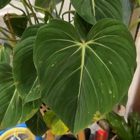 Photo of the plant species blizzard gigantium philodendron by @EbullientOnion named Taylor Swift on Greg, the plant care app